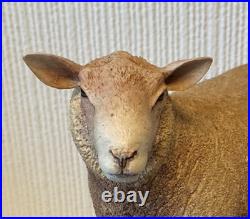 Border Fine Arts Sculpture -Charollais Ram Limited Edition 191/750 Ayres