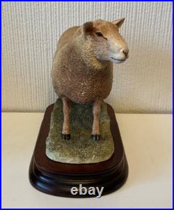 Border Fine Arts Sculpture -Charollais Ram Limited Edition 191/750 Ayres
