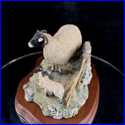 Border Fine Arts Spring Lambing JH6 1985 Sheep Figurine James Herriot Scotland