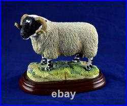 Border Fine Arts Studio Sheep County Show Blackfaced Ram A0734 Figure RARE
