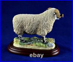 Border Fine Arts Studio Sheep County Show Blackfaced Ram A0734 Figure RARE