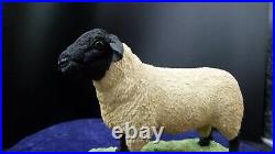 Border Fine Arts, Suffolk Ram, A0735 rare sculpture