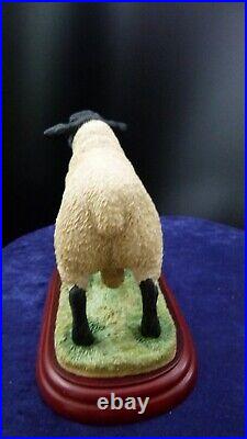 Border Fine Arts, Suffolk Ram, A0735 rare sculpture