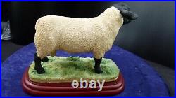 Border Fine Arts, Suffolk Ram, A0735 rare sculpture