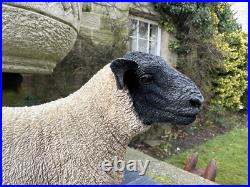 Border Fine Arts'Suffolk Tup' (Style Two), #B0777 by Jack Crewdson, Boxed