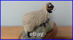 Border Fine Arts'Swaledale Ewe And Lamb, Style One Limited Edition 1027/1250