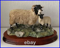 Border Fine Arts Swaledale Ewe and Lamb B0307 Ayres 255/1250 1998