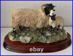 Border Fine Arts Swaledale Ewe and Lamb B0307 Ayres 255/1250 1998