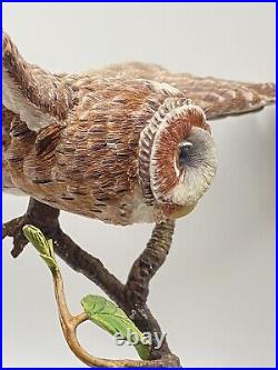 Border Fine Arts Tawny Owl, Russell Willis A4054 -Birds