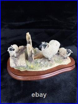 Border Fine Arts Wrong Side of the Fence Limited Edition sheep Figurine