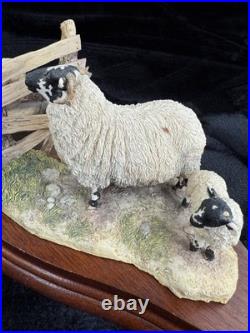 Border Fine Arts Wrong Side of the Fence Limited Edition sheep Figurine
