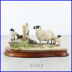 Border Fine Arts Wrong Side of the Fence Sheep Model