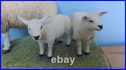 Border Fine ArtsTexel Ewe And Lambs Large Version Model No B0658 LE 514/150