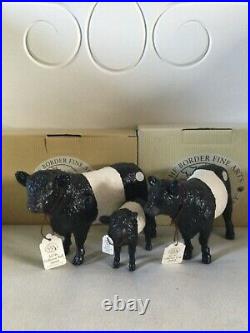 Border fine arts BELTED GALLOWAY CATTLE