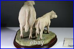 Border fine arts Charolais Cow And Calf B0742 Ltd Ed 641 /750. AA4