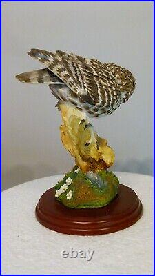 Border fine arts Little owl, Russell Willis, 541737, 18cm, (7.08) tall