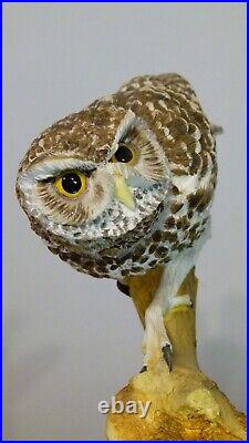 Border fine arts Little owl, Russell Willis, 541737, 18cm, (7.08) tall