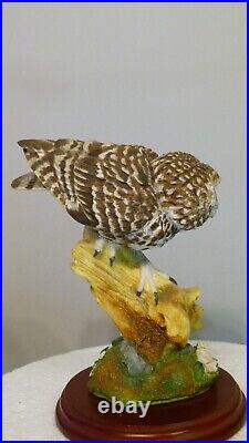 Border fine arts Little owl, Russell Willis, 541737, 18cm, (7.08) tall