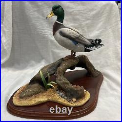 Border fine arts Mallard A0477