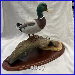 Border fine arts Mallard A0477