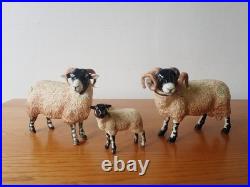Border fine arts Swaledale sheep tup ewe lamb. 2004. Boxed
