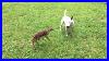 Bull-Terrier-Target-Dog-Finds-Newborn-Fawn-In-Our-Backyard-So-Cute-01-yy