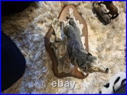 Call Of The Wild Borders Fine Arts I'm Brilliant Condition