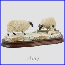 Early Lambs, Late Snow Border Fine Arts Sheep