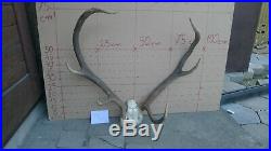 Epic Red Deer Antlers Skull Great Taxidermy Ornament Wall Hanging Home Decor Art