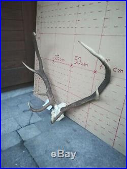 Epic Red Deer Antlers Skull Great Taxidermy Ornament Wall Hanging Home Decor Art