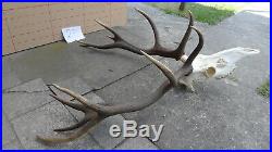 Epic large red deer antlers skull taxidermy ornament wall hanging home decor art