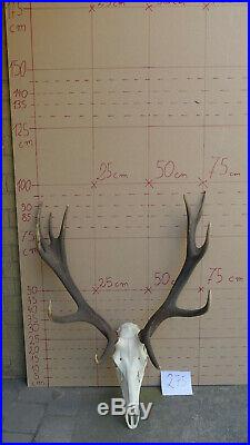 Epic large red deer antlers skull taxidermy ornament wall hanging home decor art