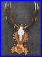 Epic-red-deer-antlers-skull-great-taxidermy-ornament-wall-hanging-home-decor-art-01-dhgk