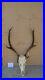Epic-red-deer-antlers-skull-great-taxidermy-ornament-wall-hanging-home-decor-art-01-to