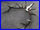 Epic-red-deer-antlers-skull-great-taxidermy-ornament-wall-hanging-home-decor-art-01-whn