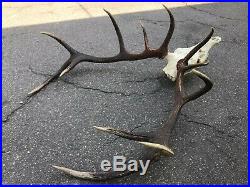 Epic red deer antlers skull great taxidermy ornament wall hanging home decor art