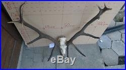 Epic red deer antlers skull great taxidermy ornament wall hanging home decor art