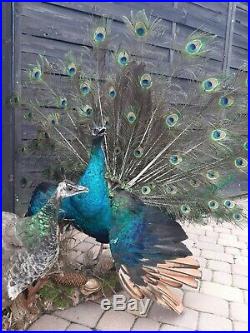 Excellent pair peafowl peacock taxidermy luxury real home decor