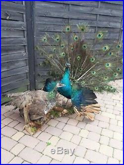 Excellent pair peafowl peacock taxidermy luxury real home decor