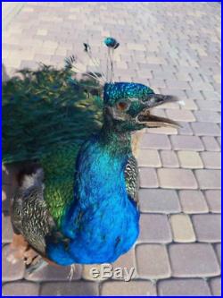 Excellent peafowl peacock taxidermy luxury real home decor