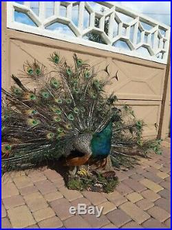 Excellent peafowl peacock taxidermy luxury real home decor