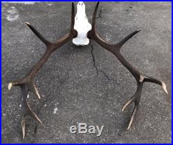 Giant Red Deer Stag Antlers with original indigenous complete skull decor