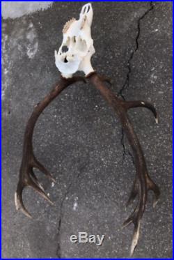 Giant Red Deer Stag Antlers with original indigenous complete skull decor