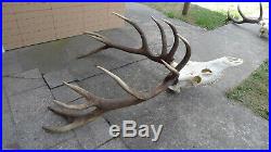 Giant red deer antlers skull great taxidermy ornament wall hanging home decor