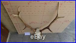 Giant red deer antlers skull great taxidermy ornament wall hanging home decor