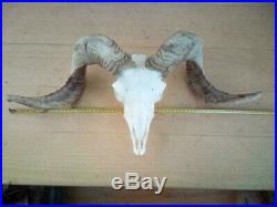 Highland Sheep Bull Ram Skull Horns Deer Antlers Taxidermy Complete Home Decor
