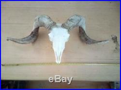 Highland Sheep Bull Ram Skull Horns Deer Antlers Taxidermy Complete Home Decor
