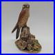 Kestrel-Border-Fine-Arts-Birds-Rare-01-mr