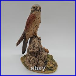 Kestrel Border Fine Arts Birds Rare