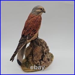Kestrel Border Fine Arts Birds Rare